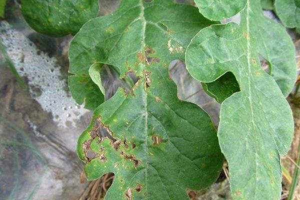 西瓜细菌性叶枯病特效药(附症状及发病规律)