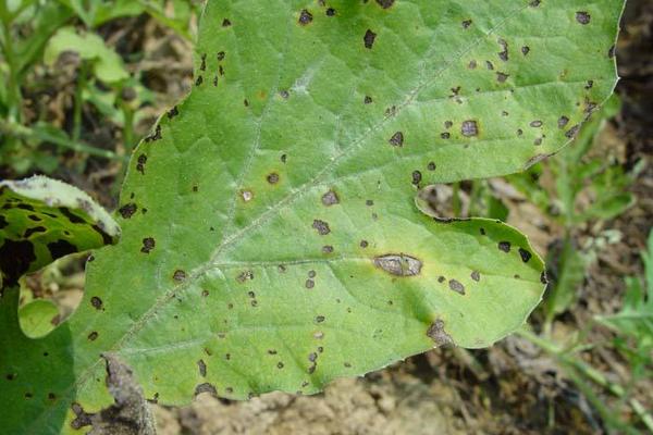 西瓜细菌性叶枯病特效药(附症状及发病规律)