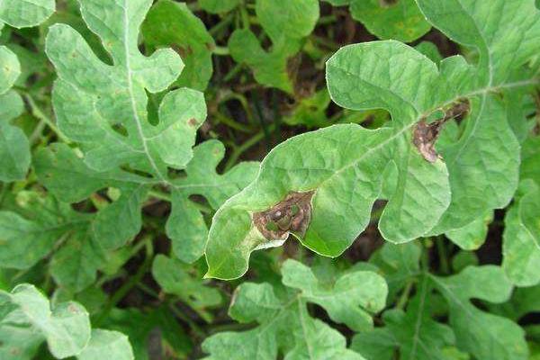 西瓜细菌性叶枯病特效药(附症状及发病规律)