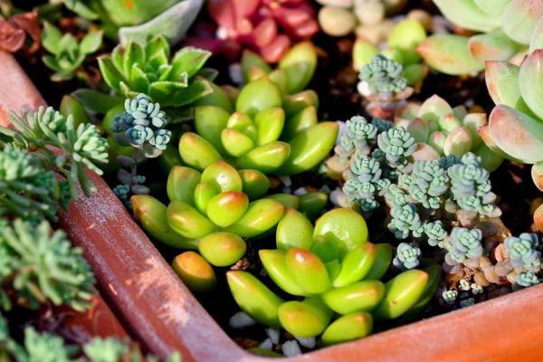 昆明多肉大棚基地最多的地方在哪，昆明多肉基地在哪里