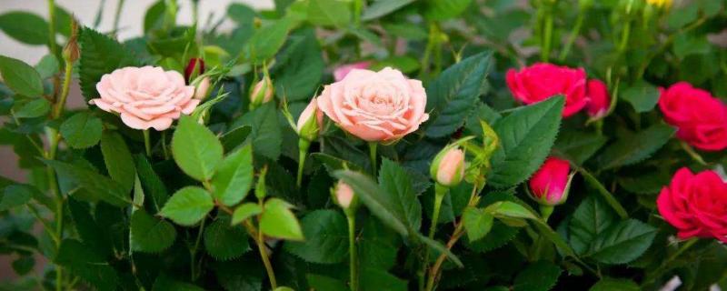 玫瑰养殖方法和注意事项，这几点小技巧需掌握
