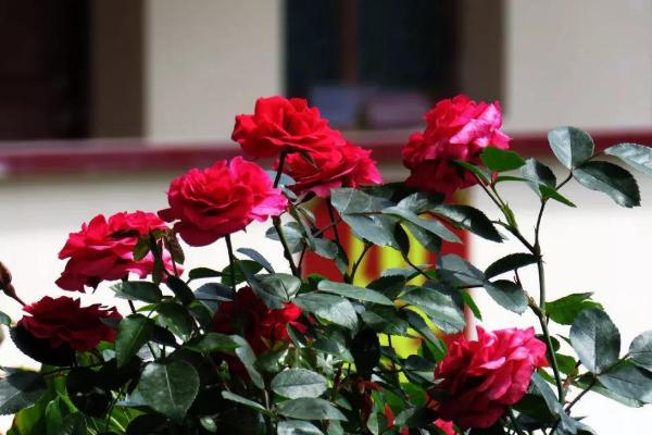 玫瑰养殖方法和注意事项,这几点小技巧需掌握