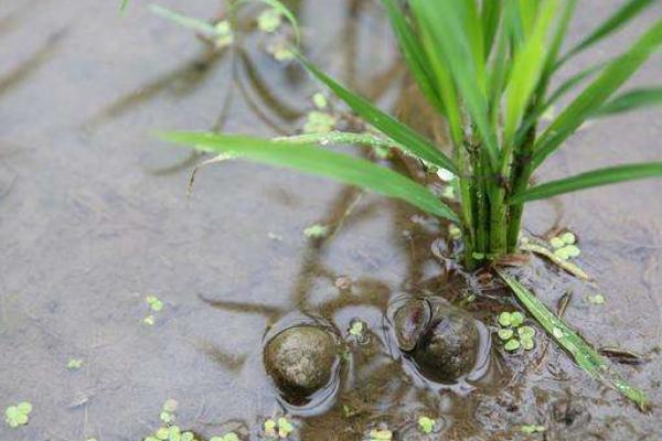 五亩养田螺有多少收入,一亩要多少成本