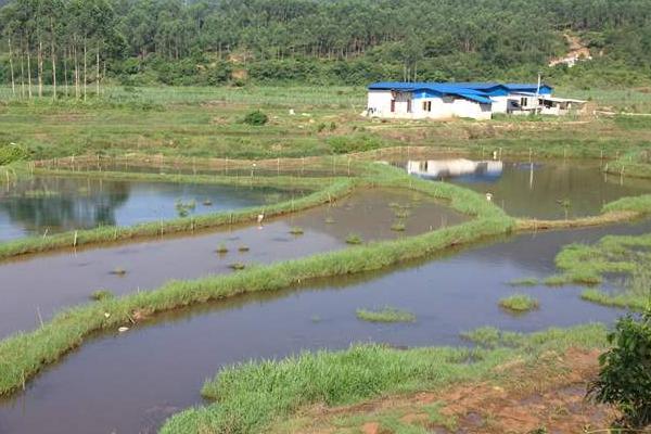 五亩养田螺有多少收入,一亩要多少成本