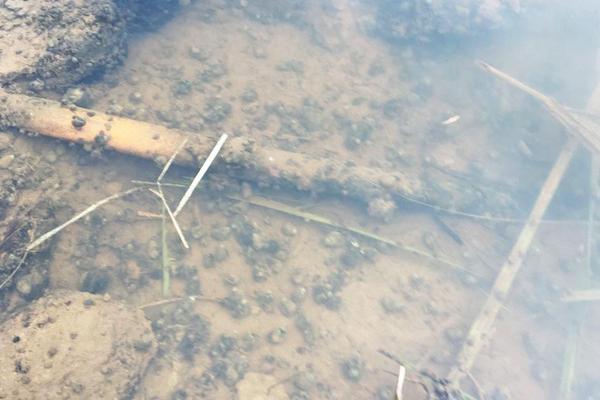 五亩养田螺有多少收入,一亩要多少成本