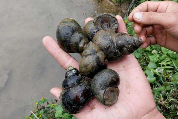 五亩养田螺有多少收入,一亩要多少成本