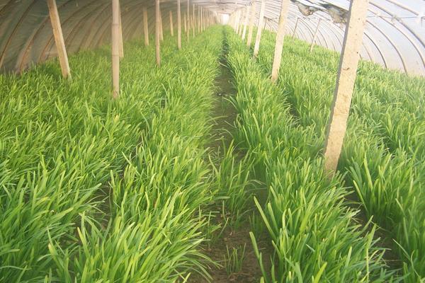 韭菜籽(种子)怎么种植方法,怎么种发芽快