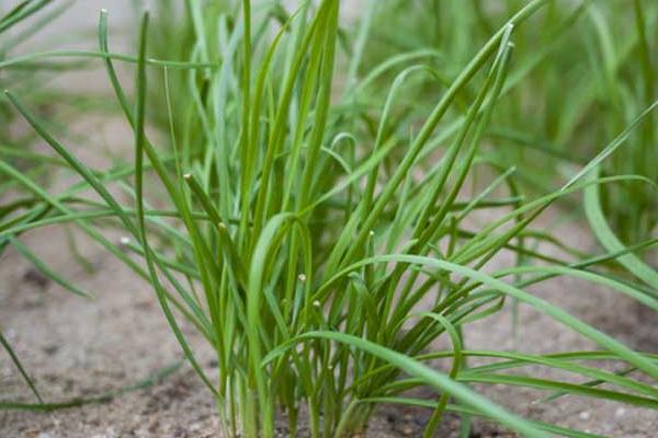 韭菜籽(种子)怎么种植方法,怎么种发芽快