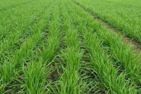 韭菜籽(种子)怎么种植方法,怎么种发芽快