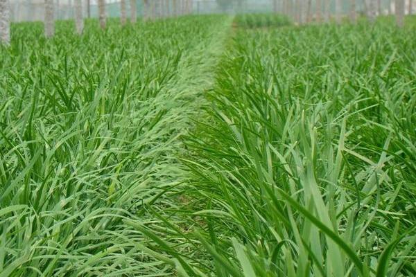 韭菜籽(种子)怎么种植方法,怎么种发芽快