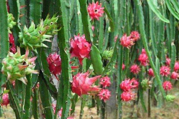 火龙果种植教程，附种植技术和管理方法