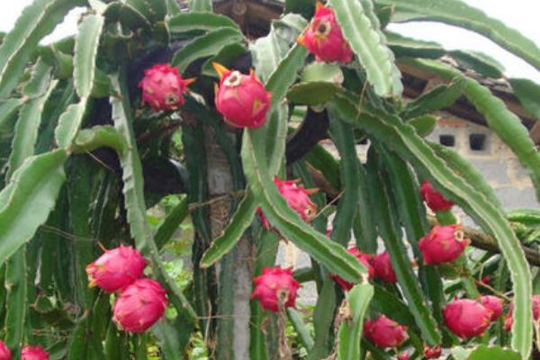 火龙果种植教程，附种植技术和管理方法