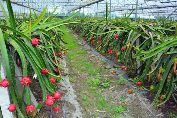 火龙果种植教程，附种植技术和管理方法