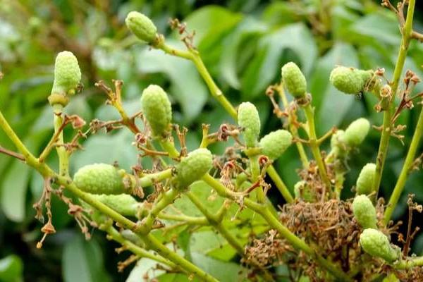 荔枝保花保果农药最佳配方，用什么药