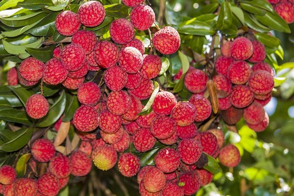 荔枝保花保果农药最佳配方，用什么药