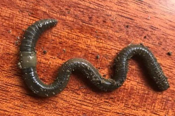 蚯蚓怎么养殖方法，用什么土