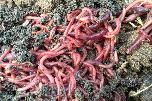 蚯蚓怎么养殖方法，用什么土