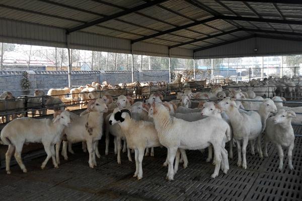 现在适合养殖的项目有哪些