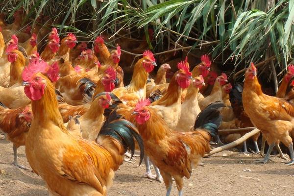 现在适合养殖的项目有哪些