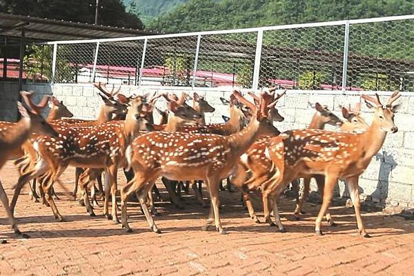 养鹿的利润与成本分析,风险大吗,怎么找销路