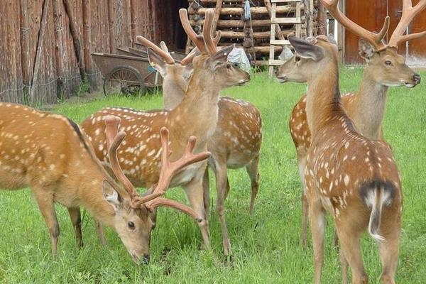 养鹿的利润与成本分析,风险大吗,怎么找销路