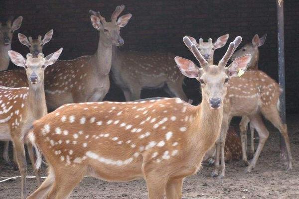 养鹿的利润与成本分析,风险大吗,怎么找销路