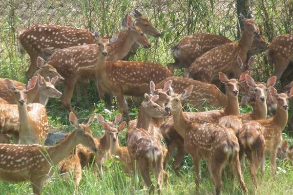 养鹿的利润与成本分析,风险大吗,怎么找销路