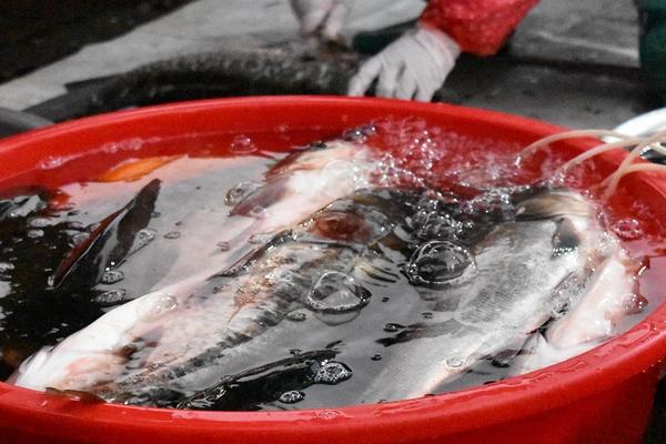 卖鱼的利润一般有多少?大不大?