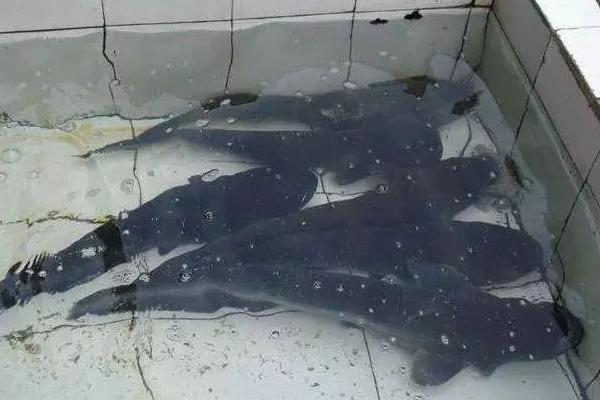 卖鱼的利润一般有多少?大不大?