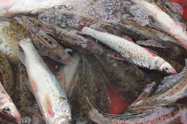 卖鱼的利润一般有多少?大不大?