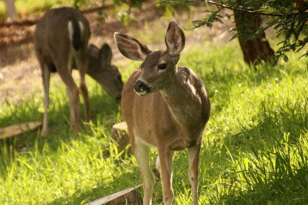 养鹿的利润与成本分析,风险大吗,怎么找销路
