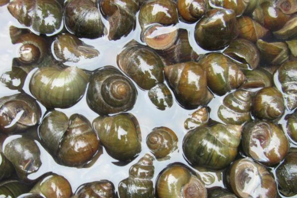 五亩养田螺有多少收入,一亩要多少成本