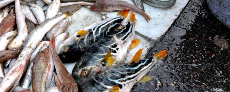 卖鱼的利润一般有多少？大不大？