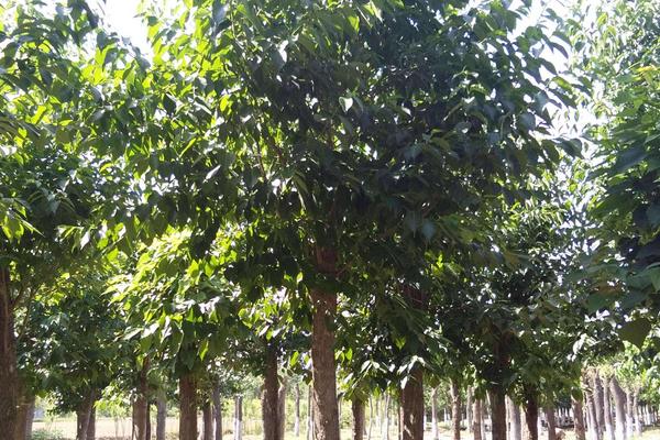 杜仲树种植几年见效益，前景如何