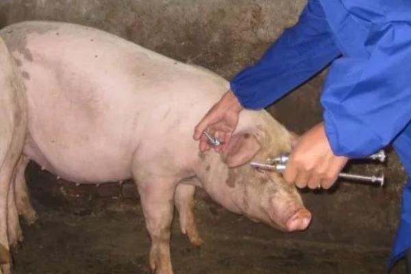 猪打针的正确位置,打完针后出血是什么原因