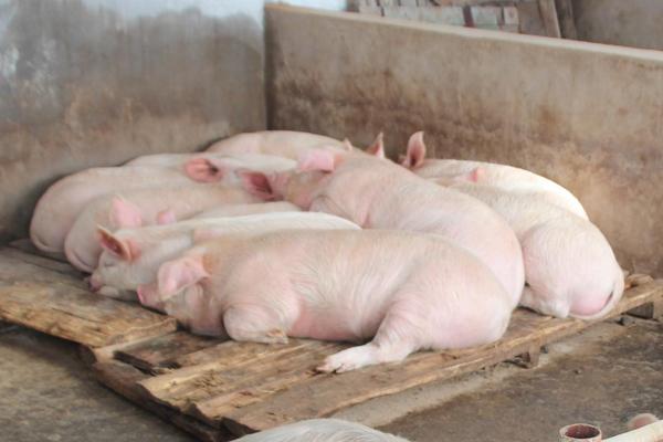 猪打针的正确位置,打完针后出血是什么原因