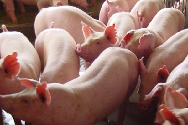 猪打针的正确位置,打完针后出血是什么原因