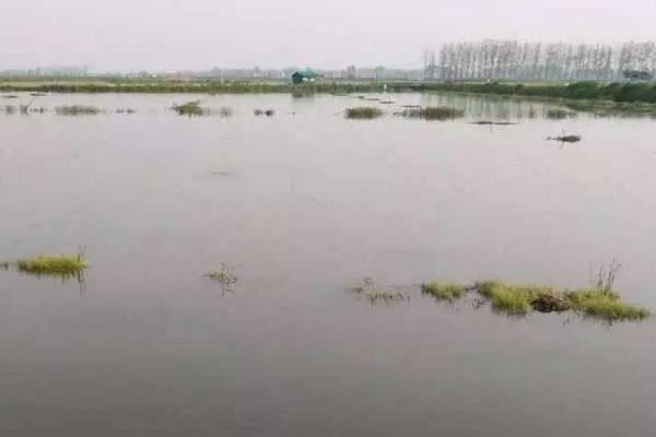 虾塘肥水最经济的方法,什么时间实施