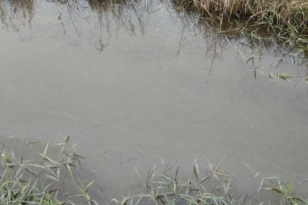 虾塘肥水最经济的方法,什么时间实施