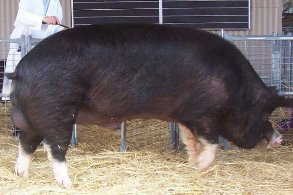 猪打针的正确位置,打完针后出血是什么原因