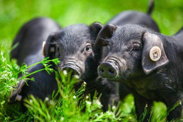 猪打针的正确位置,打完针后出血是什么原因