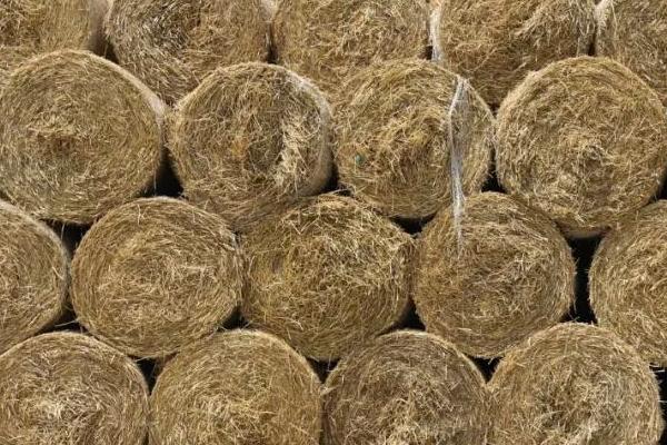 回收秸秆的生意怎么起步,能做吗?