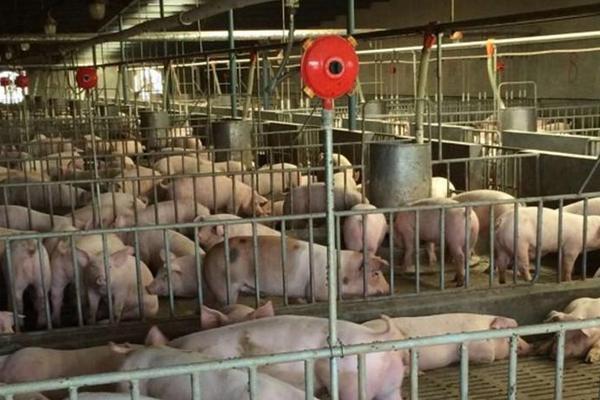 猪用饮水碗的使用，附购买注意事项