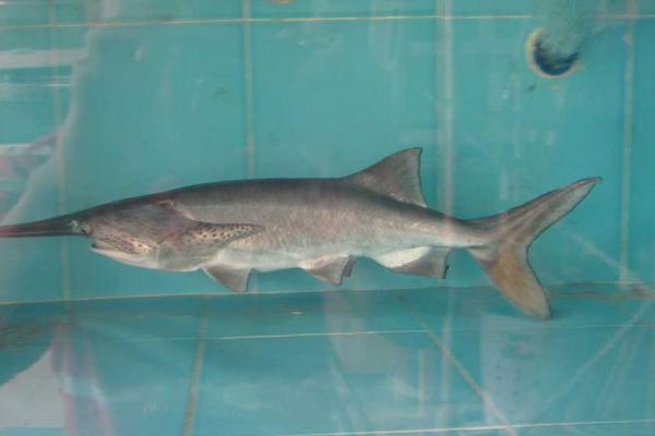 养殖周期短的淡水鱼有哪些(回报率高)