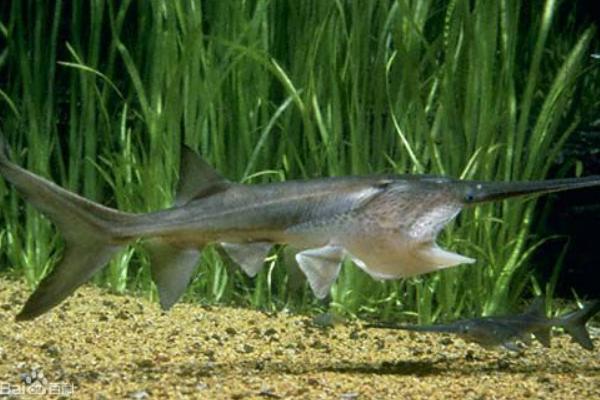 养殖周期短的淡水鱼有哪些(回报率高)