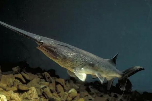 养殖周期短的淡水鱼有哪些(回报率高)