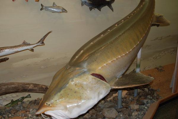 养殖周期短的淡水鱼有哪些(回报率高)