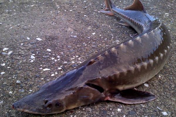 养殖周期短的淡水鱼有哪些(回报率高)