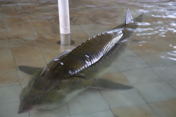 养殖周期短的淡水鱼有哪些(回报率高)