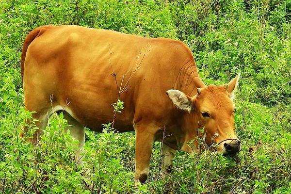 养殖黄牛三十头一年可以赚多少,成本是多少